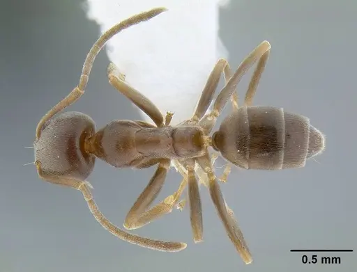 Linepithema humile - CASENT0844014
