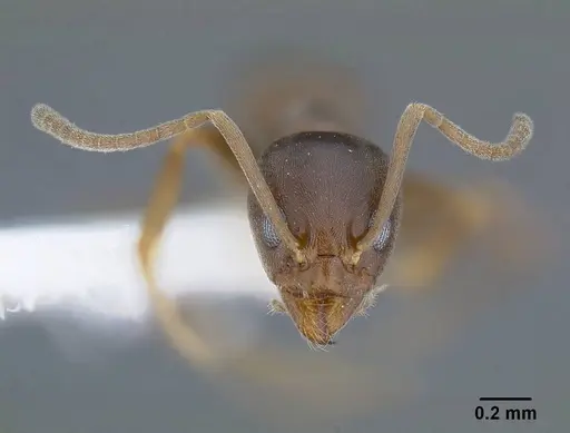 Linepithema humile - CASENT0844014