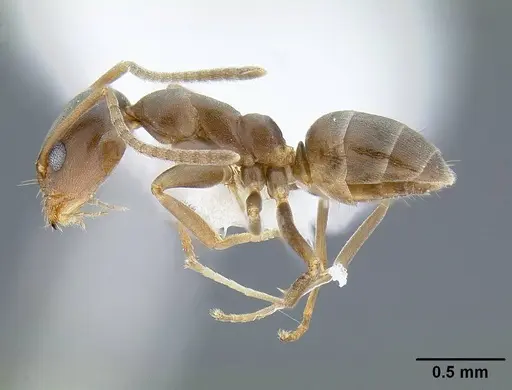 Linepithema humile - CASENT0844014