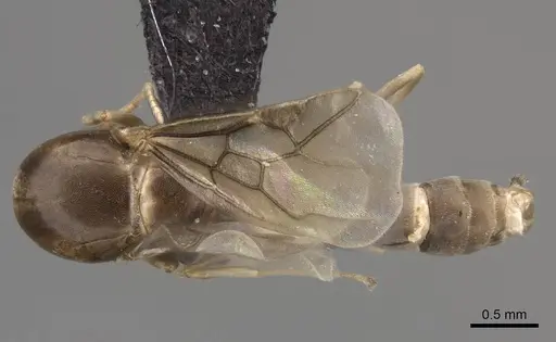 Linepithema humile - CASENT0845219