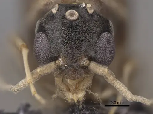 Linepithema humile - CASENT0845219