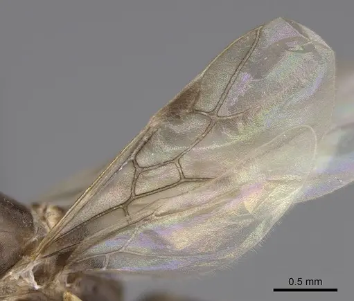 Linepithema humile - CASENT0845219