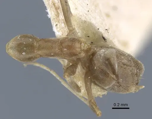 Linepithema humile - CASENT0917109