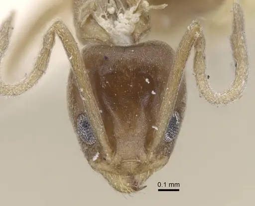 Linepithema humile - CASENT0917109