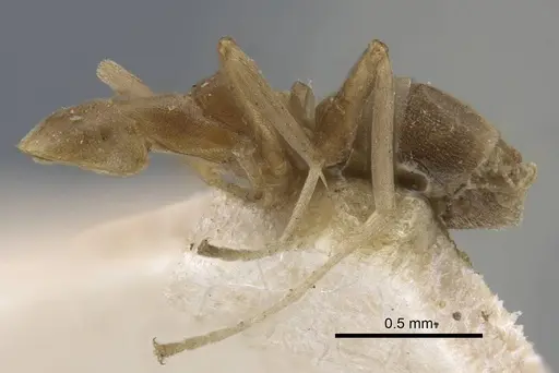 Linepithema humile - CASENT0917109