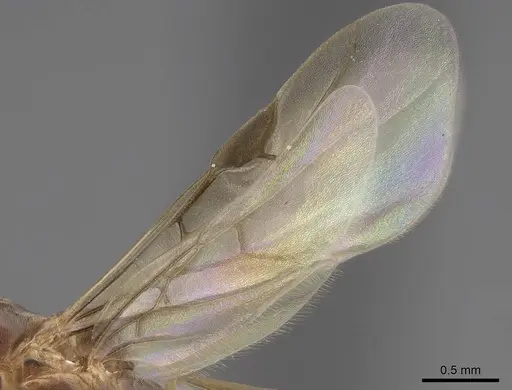Linepithema humile - CASENT8154784