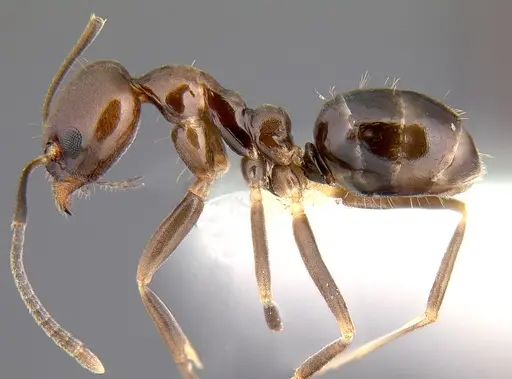 Linepithema iniquum specimen