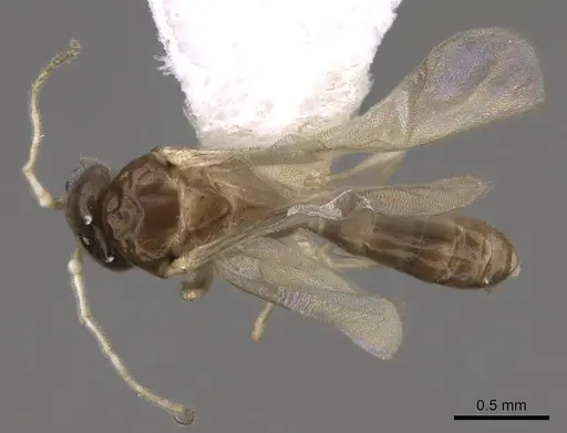 Linepithema iniquum - CASENT0227888