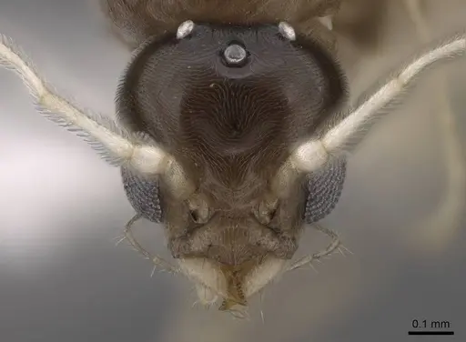 Linepithema iniquum - CASENT0227888