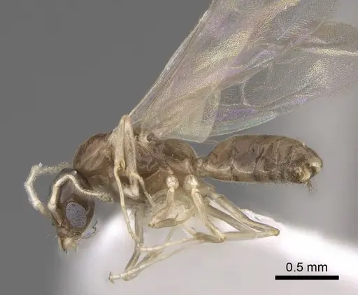 Linepithema iniquum - CASENT0227888