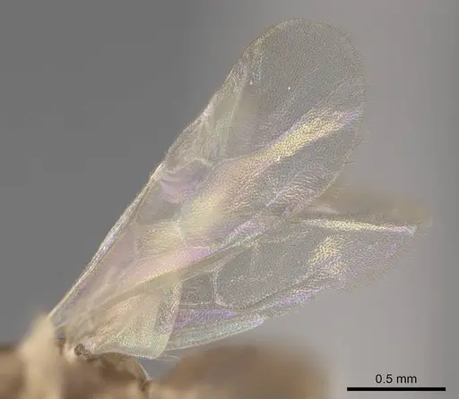 Linepithema iniquum - CASENT0227888