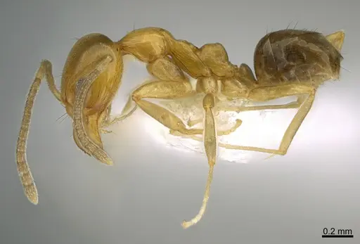 Linepithema iniquum - CASENT0227889