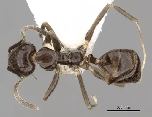 Linepithema iniquum - CASENT0249742