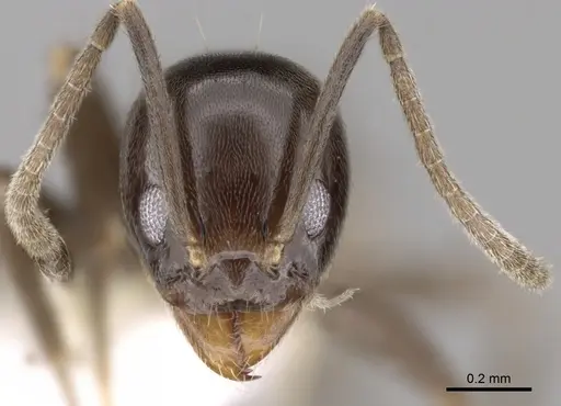 Linepithema iniquum - CASENT0249742