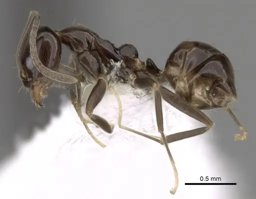 Linepithema iniquum - CASENT0249742