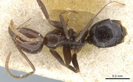 Linepithema iniquum - CASENT0905062