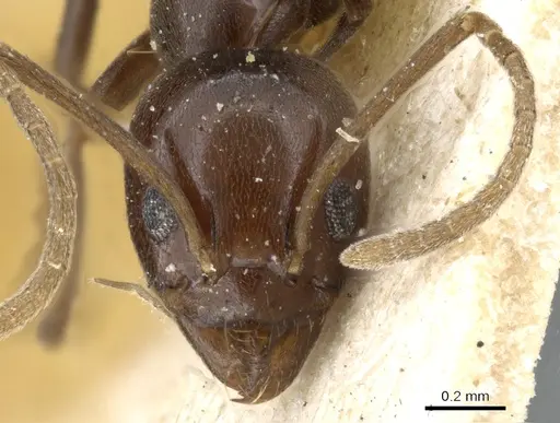 Linepithema iniquum - CASENT0905062