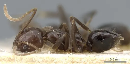 Linepithema iniquum - CASENT0905062