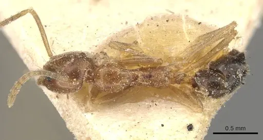 Linepithema iniquum - CASENT0909565