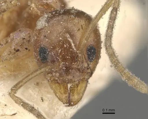 Linepithema iniquum - CASENT0909565