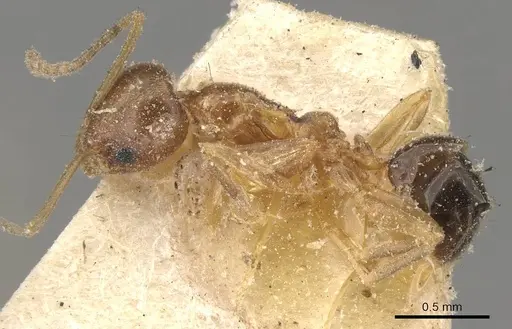 Linepithema iniquum - CASENT0909565