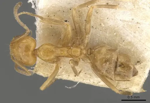 Linepithema iniquum - CASENT0909570