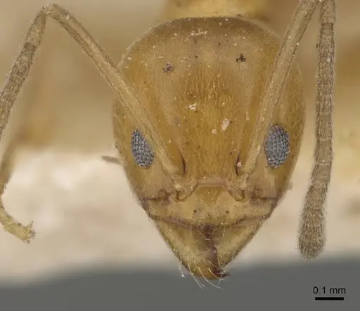 Linepithema iniquum - CASENT0909570