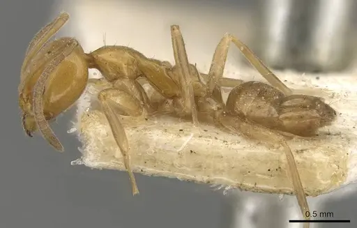 Linepithema iniquum - CASENT0909570