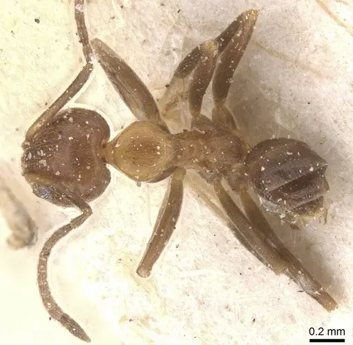 Linepithema iniquum - CASENT0911565