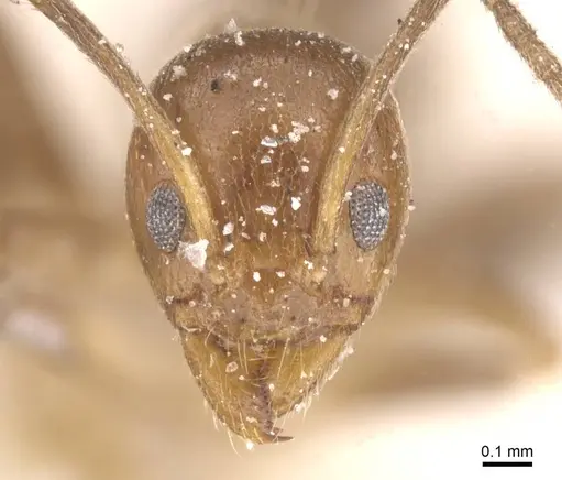 Linepithema iniquum - CASENT0911565