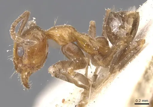 Linepithema iniquum - CASENT0911565