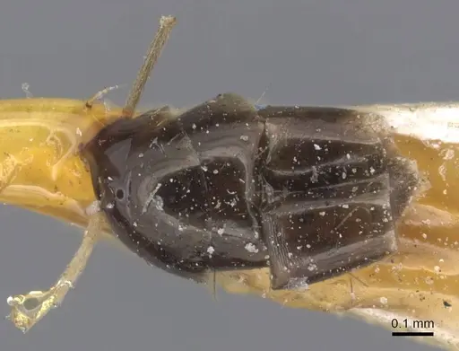 Linepithema iniquum - CASENT0915578