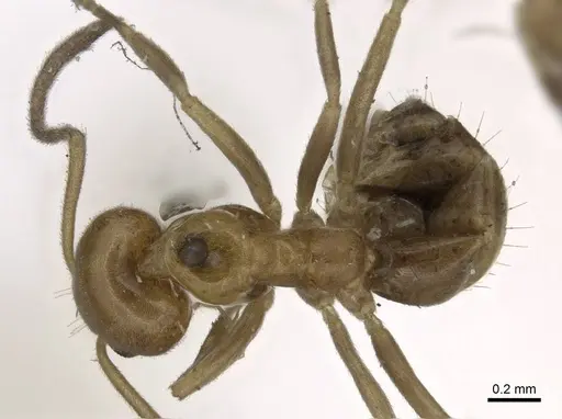 Linepithema iniquum - CASENT0915582