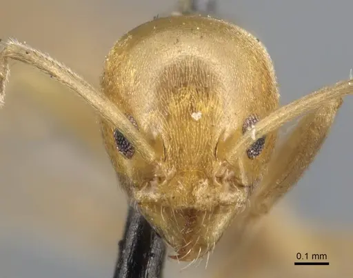 Linepithema iniquum - CASENT0915582