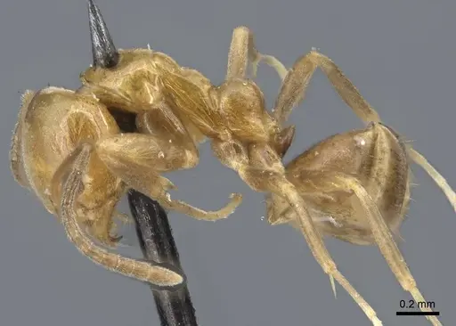 Linepithema iniquum - CASENT0915582