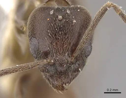 Linepithema iniquum - CASENT0923066