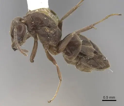 Linepithema iniquum - CASENT0923066