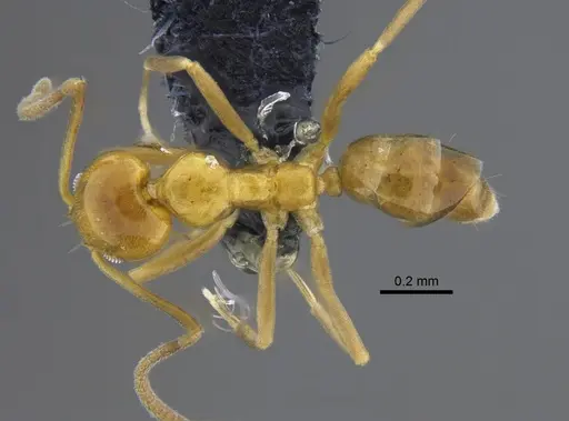 Linepithema iniquum - CBUMAGENT41851