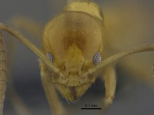 Linepithema iniquum - CBUMAGENT41851