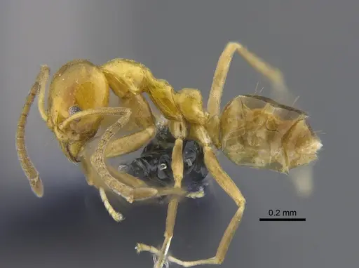 Linepithema iniquum - CBUMAGENT41851