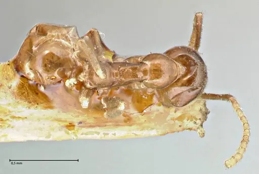 Linepithema iniquum - FOCOL2792