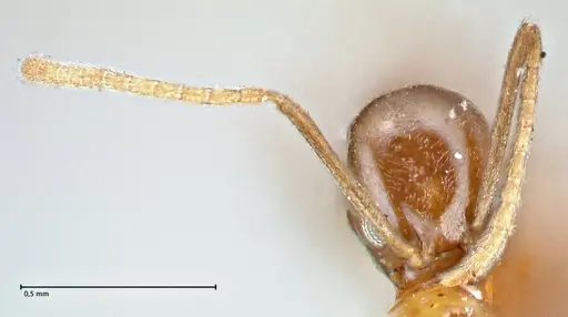 Linepithema iniquum - FOCOL2792