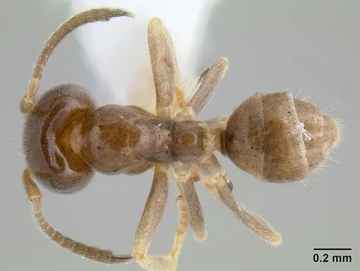 Linepithema keiteli specimen