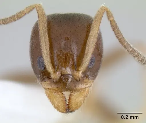 Linepithema keiteli specimen