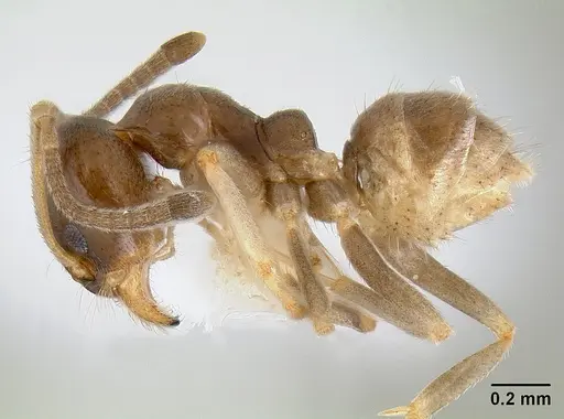 Linepithema keiteli specimen