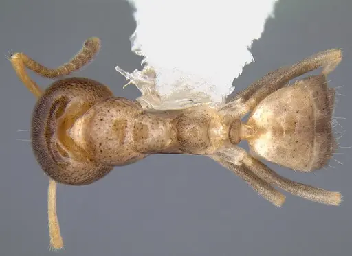 Linepithema keiteli - CASENT0106975