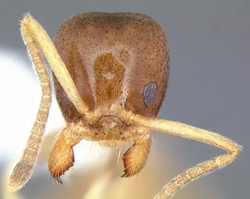 Linepithema keiteli - CASENT0106975