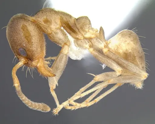 Linepithema keiteli - CASENT0106975