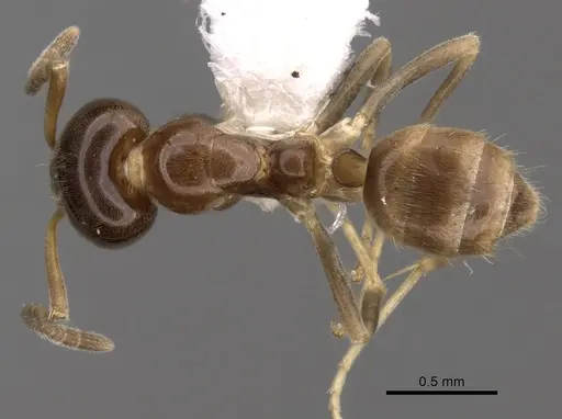 Linepithema keiteli - CASENT0249738