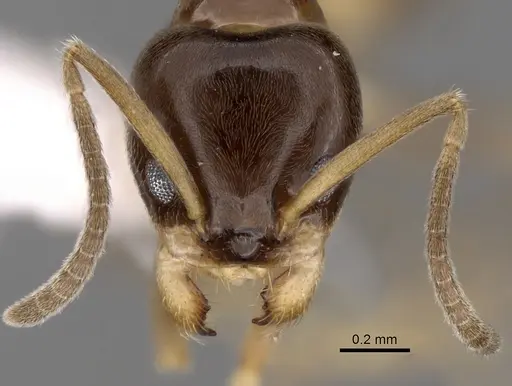 Linepithema keiteli - CASENT0249738